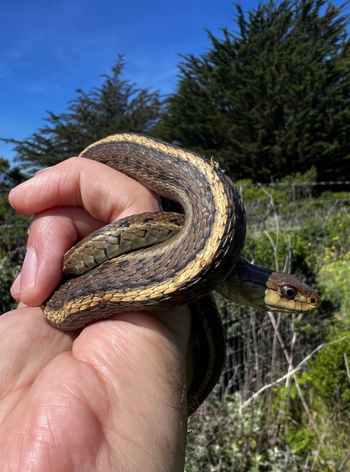 Coast Garter Snake